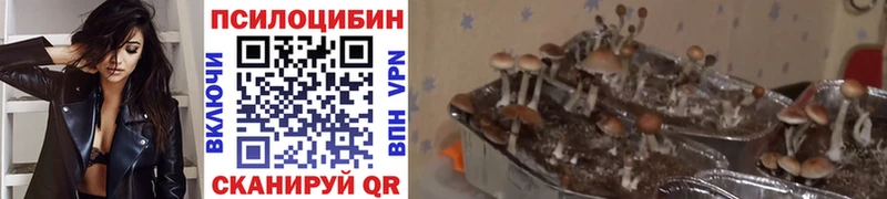 Псилоцибиновые грибы Magic Shrooms купить сайты нарко площадка как зайти Полысаево МЕГА как войти